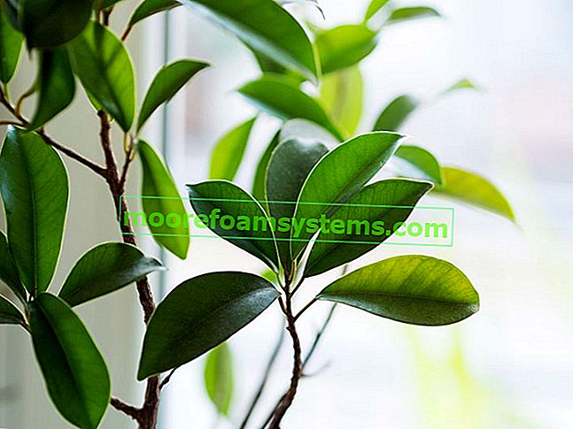 Ficus ginseng (tupi fikus) - uzgoj, njega, zalijevanje, orezivanje, cijena 2