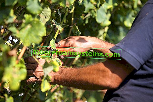 Uzgoj i rezanje grožđa - praktični savjeti 2