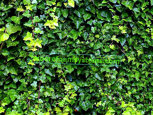 Irski bršljan (Hedera hibernica) - sadnja, uzgoj, njega