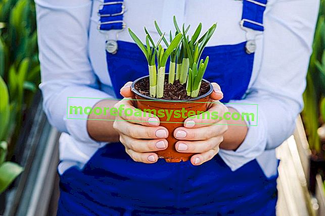 Narcis (narcis narcis) - sadnja, uzgoj, njega 3