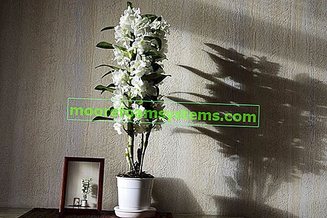 Dendrobium nobile - njega, razmnožavanje i obrezivanje ove jedinstvene orhideje 2