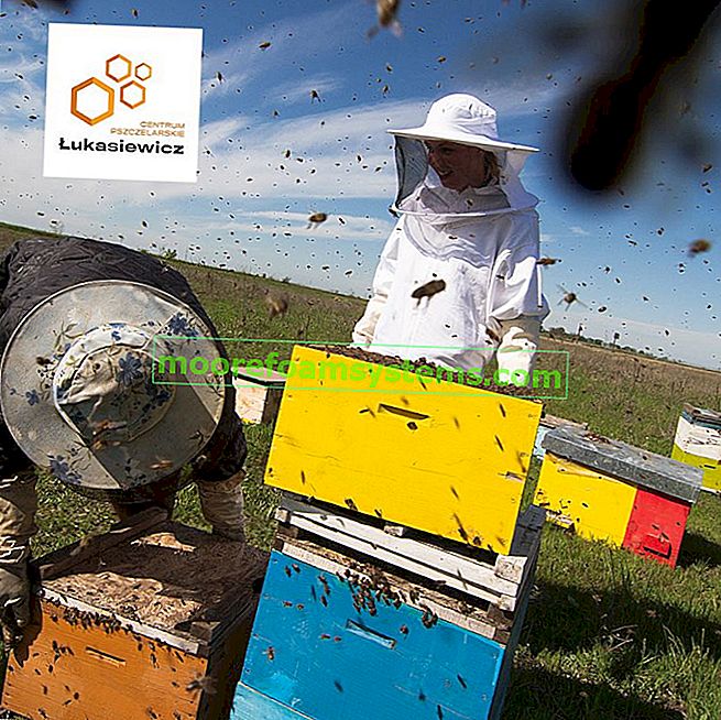 Come creare il tuo apiario?