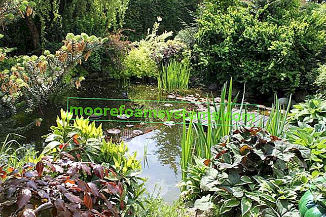 Un jardin aménagé avec un étang