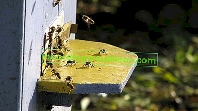 Chov včel zedníka krok za krokem - praktický průvodce