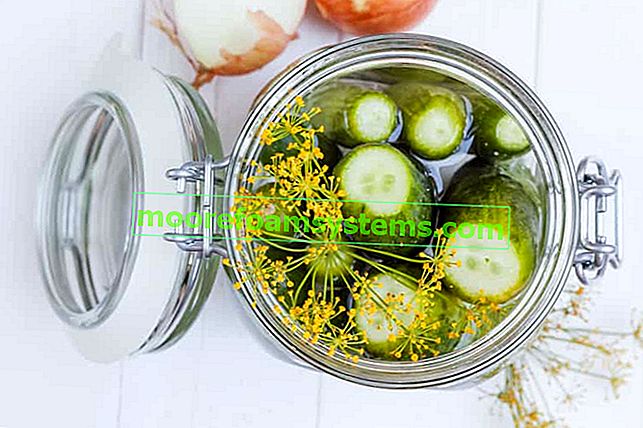 Eingelegte Gurken in Gläsern - bewährte Rezepte für köstliche eingelegte Gurken