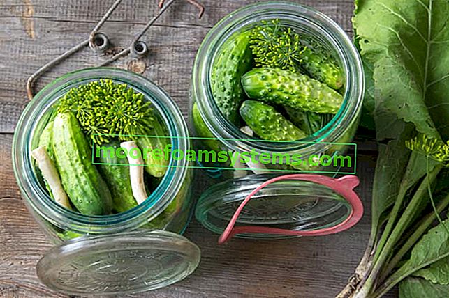 Vložene kumarice - najboljši postopni recepti za pripravo vloženih kumaric