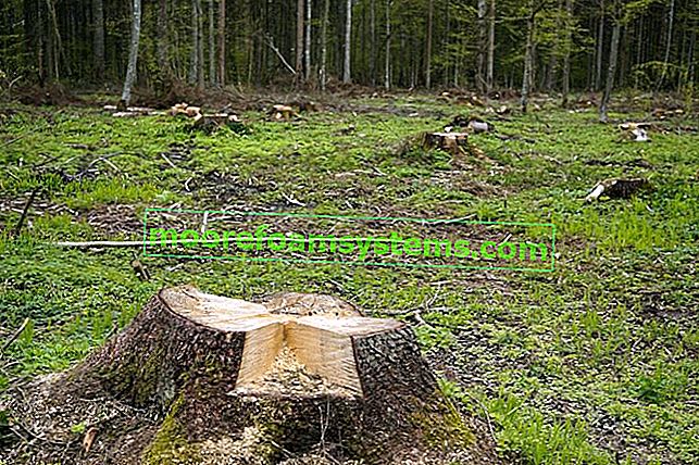 Krčenje šuma