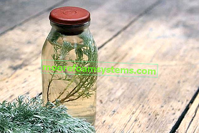 Tinktura pelina - recept za tinkturu biljke pelina - djelovanje, svojstva, savjeti