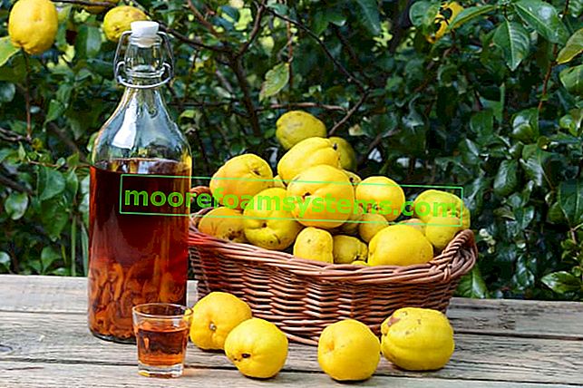 Teinture de coing sur alcool ou au miel - recette, propriétés 2