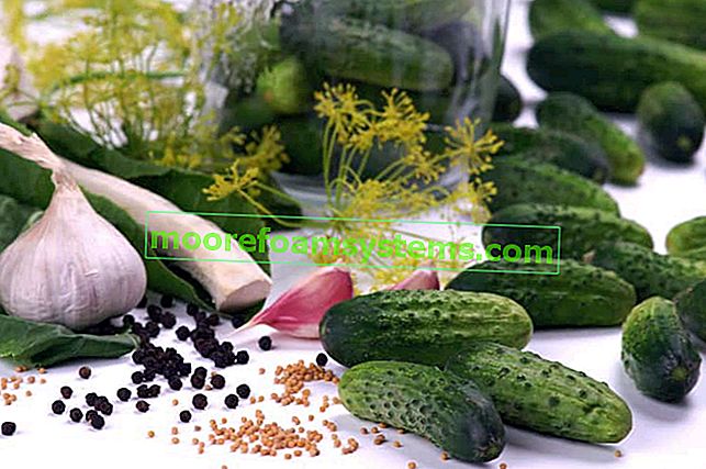 Краставици с ниско съдържание на сол - доказани рецепти за вкусни краставици с ниско съдържание на сол
