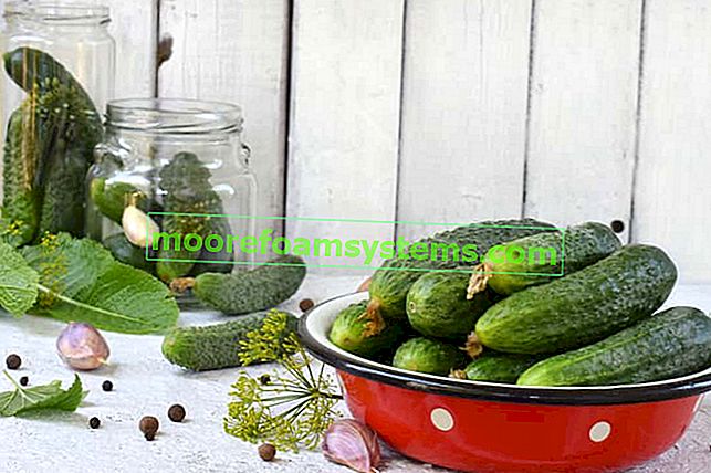 Okurky s kurkumou - osvědčené recepty na přípravu nakládaných okurek s kurkumou na zimu