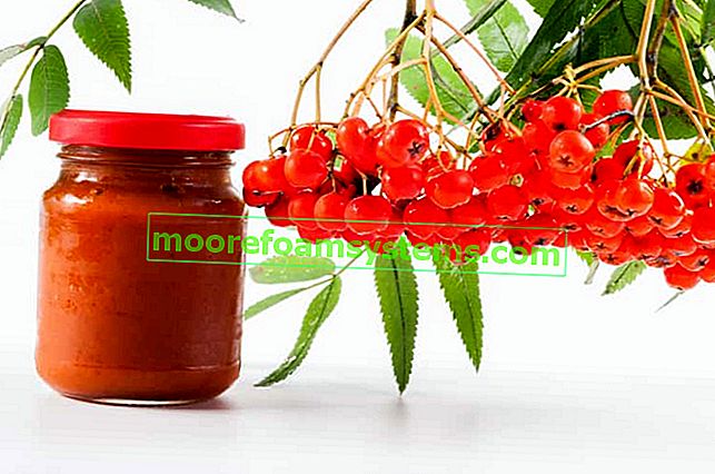 Rowanberry Marmelade - bewährte Rezepte Schritt für Schritt