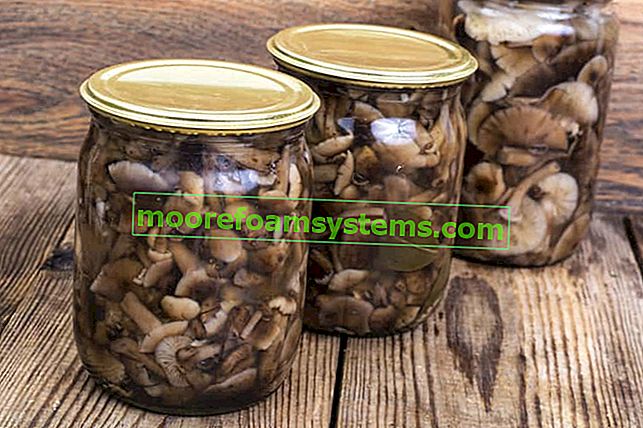 Konzerviranje od gljiva - najbolji recepti za konzerviranje šumskih gljiva