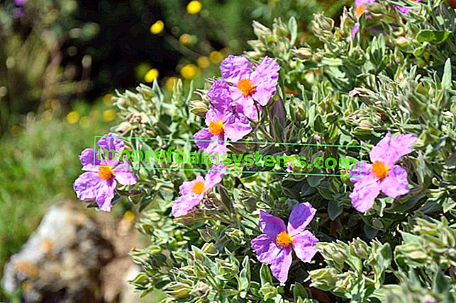 Blühende Blumen im Garten und die Vegetationsperiode in Polen, d. H. Die Vegetationsperiode