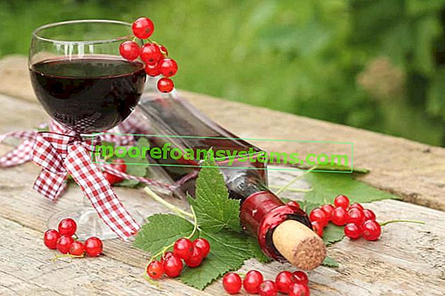 Rybízové ​​víno - osvědčené recepty na víno z červeného rybízu