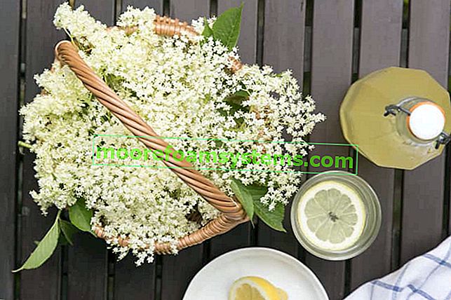 Bezový květový sirup - nejlepší podrobné recepty na přípravu džusu