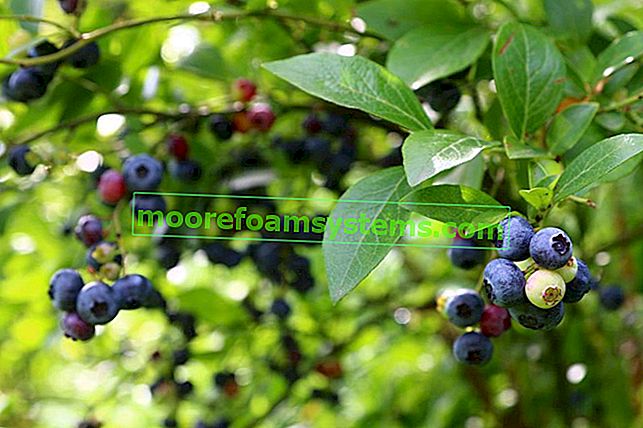 Highbush Blaubeerstrauch während der Fruchtbildung sowie Stecklinge und Anbau