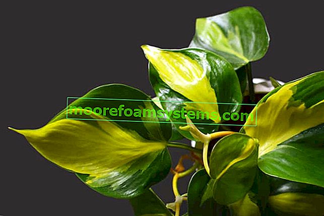 Philodendron klettern - Anforderungen, Anbau, Pflege, Bewässerung
