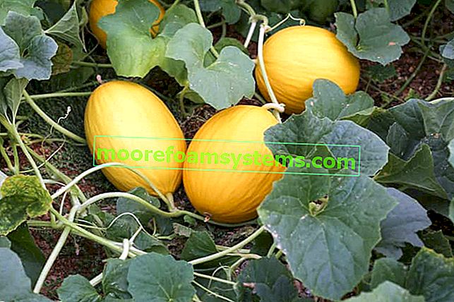 Pěstování melounu v zemi - odrůdy, výsadba, péče, sklizeň