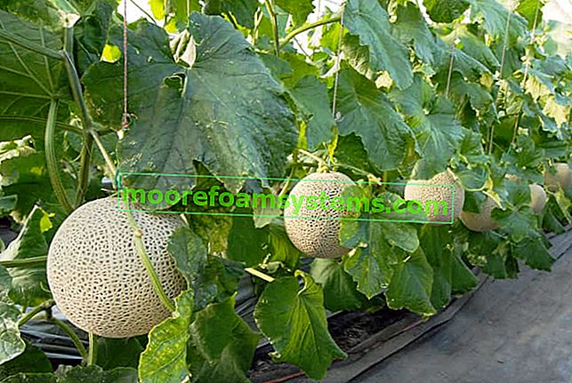 Pěstování melounu v zemi - odrůdy, výsadba, péče, sklizeň