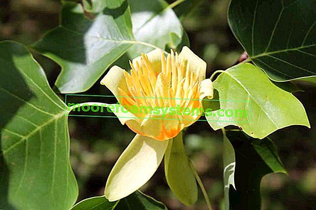 Amerikanischer Tulpenbaum - ein schöner Baum für Ihren Garten 2