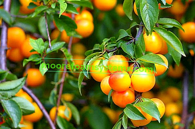 Mirabelle plum - odrůdy, požadavky, pěstování, zavařeniny, vlastnosti a použití