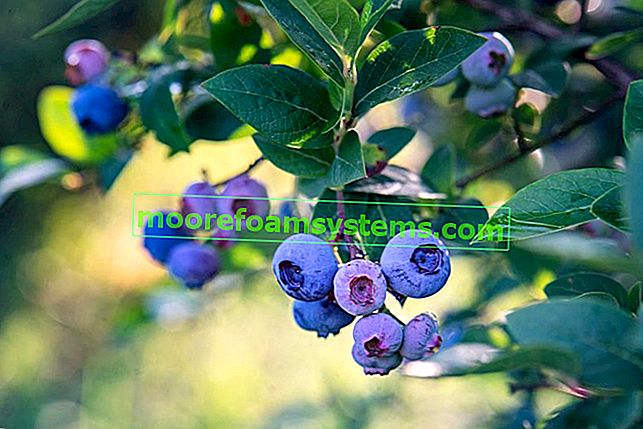 Odrůdy borůvek Bluecrop, stejně jako další doporučené a dobré odrůdy borůvek