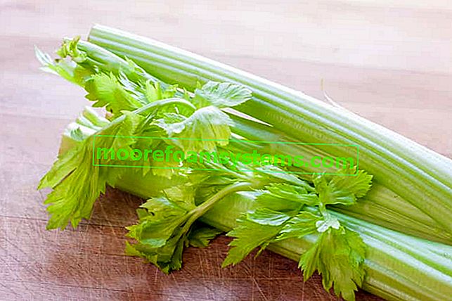 Postupné pěstování celeru - výsadba, pěstování, péče