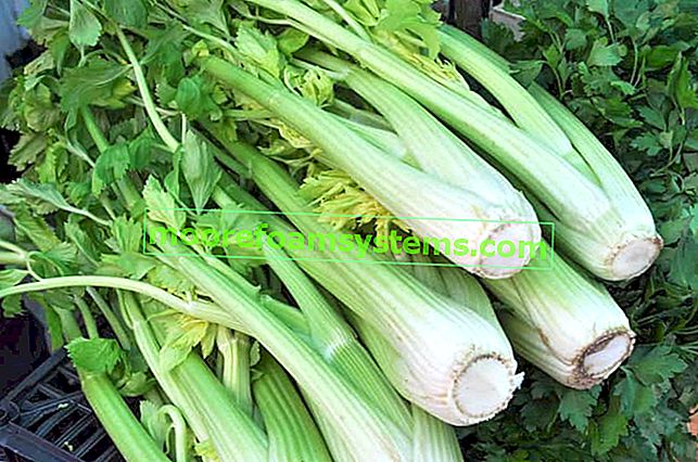 Postupné pěstování celeru - výsadba, pěstování, péče