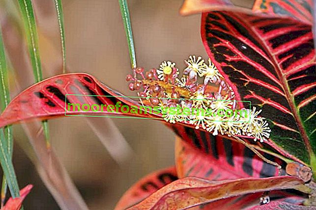 Croton (tre casse): varietà, coltivazione e cura del croton, consigli