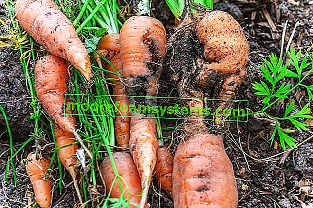 Polis à la carotte - les meilleurs moyens de lutter contre un ravageur nuisible