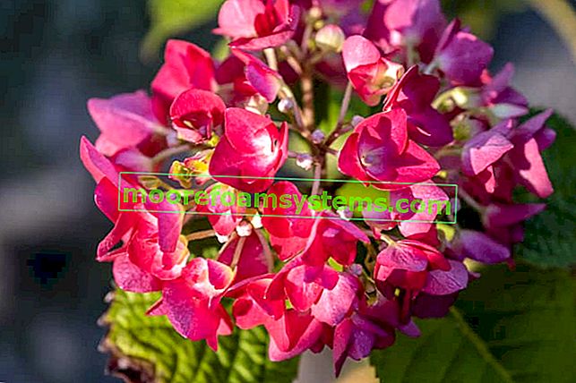 Crvena hortenzija - opis sorte, uzgoj, njega, savjet