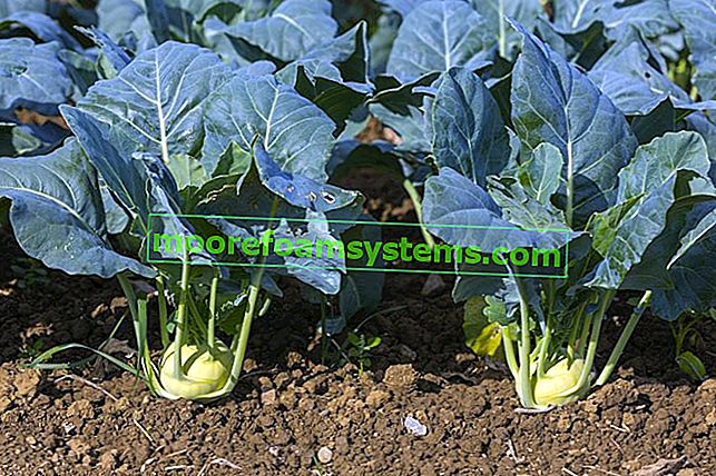 Кольраби в саду - посадка, выращивание, уход, лечебные свойства 2