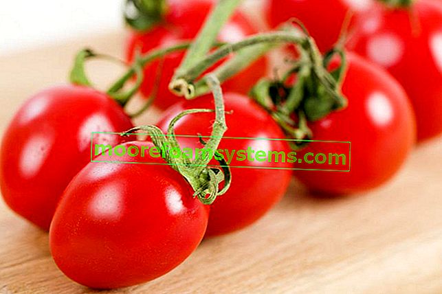 Orzysmkie-Tomaten auf einem Brett oder Pflaumentomaten als die köstlichsten Tomatensorten