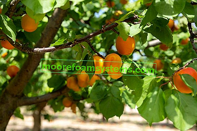 Auf dem Obstbaum reife Aprikosen sowie schrittweises Schneiden und Beschneiden von Aprikosen