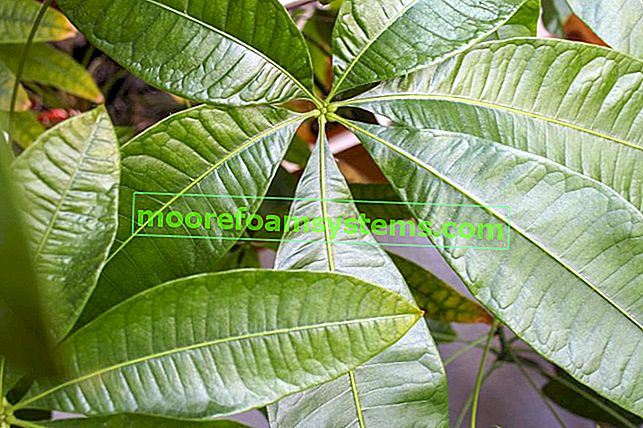 Pachira aquatica ou eau pachira et gros plan des feuilles, ainsi que la culture de la plante