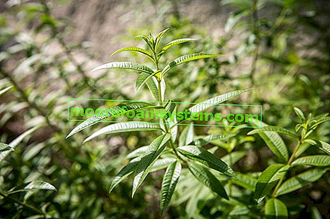 Patagonska verbena - od sjemena i reznica - sjetva, uzgoj, njega 2