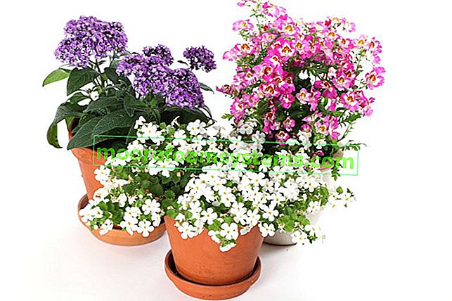 Перуански / градински хелиотроп - едно от най-ароматните цветя във вашата градина 2
