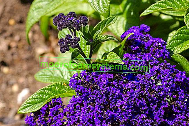 Перуански / градински хелиотроп - едно от най-ароматните цветя във вашата градина 3