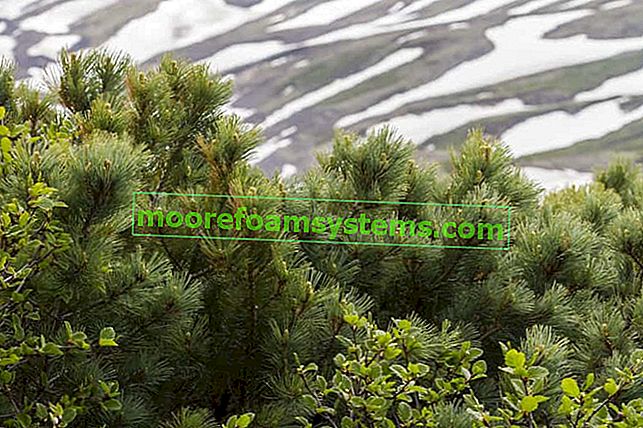 Škrat (Pinus pumila) - pridelava vrta, nega, nasveti, cena