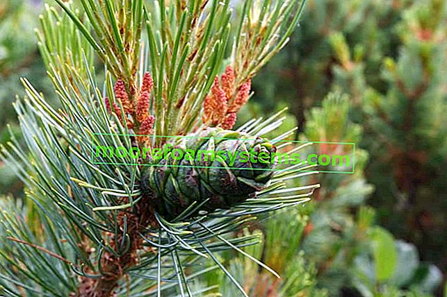 Škrat (Pinus pumila) - pridelava vrta, nega, nasveti, cena