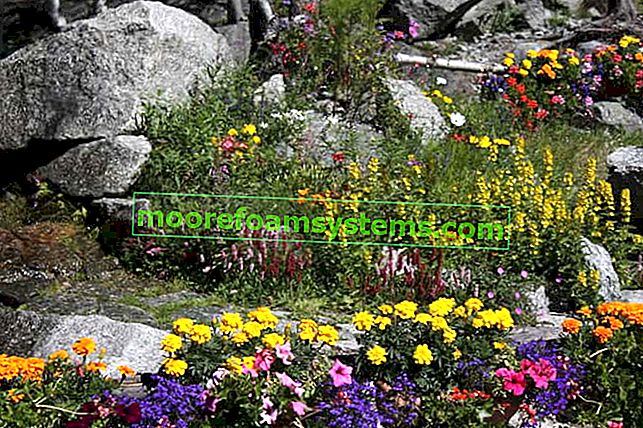 Blumen für Steingarten - was wählen?  Welche Blumen funktionieren am besten?