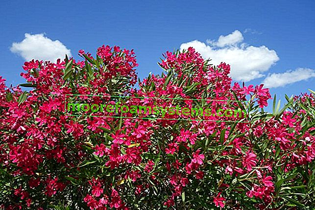 Laurier-rose rose sur fond de ciel bleu, ainsi que la taille et l'entretien du laurier-rose