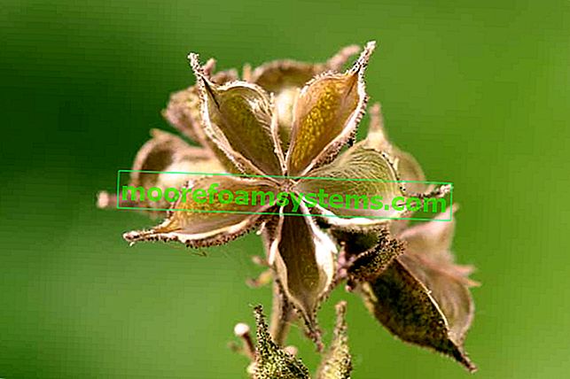 Ashptový dyptam - květ