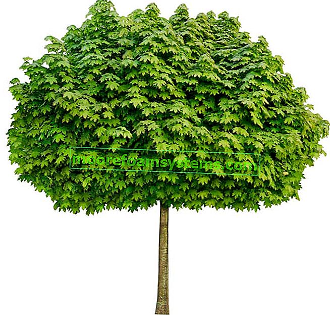 Maple globosum - stromový zvyk