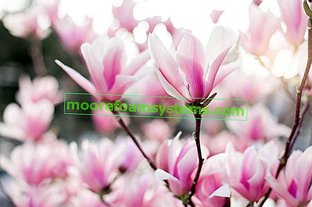 Magnolie im Garten während der Blüte sowie beliebte und interessante Magnoliensorten