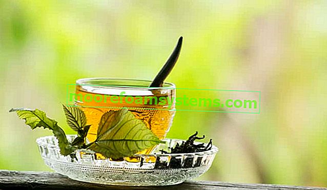 Чай от бяла черница - свойства, приложение, чайове, рецензии