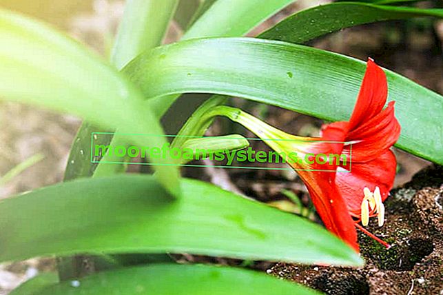 Zwartnica - krásná květina - požadavky, pěstování, péče, kvetení, rady