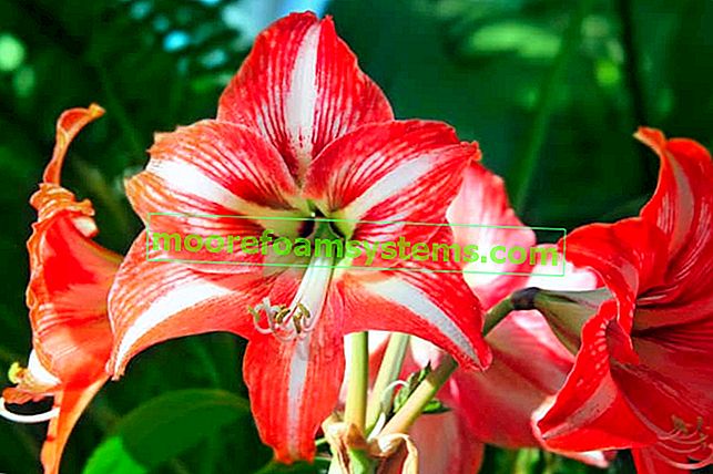 Zwartnica - une belle fleur - exigences, culture, soins, floraison, conseils
