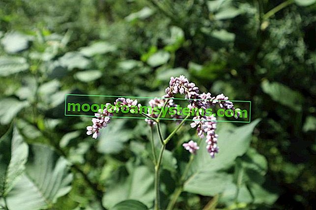 Knotweed в градината, посочен като японски knotweed, както и неговото използване и лечебни свойства